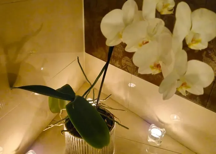 Azalia & Niepołomice